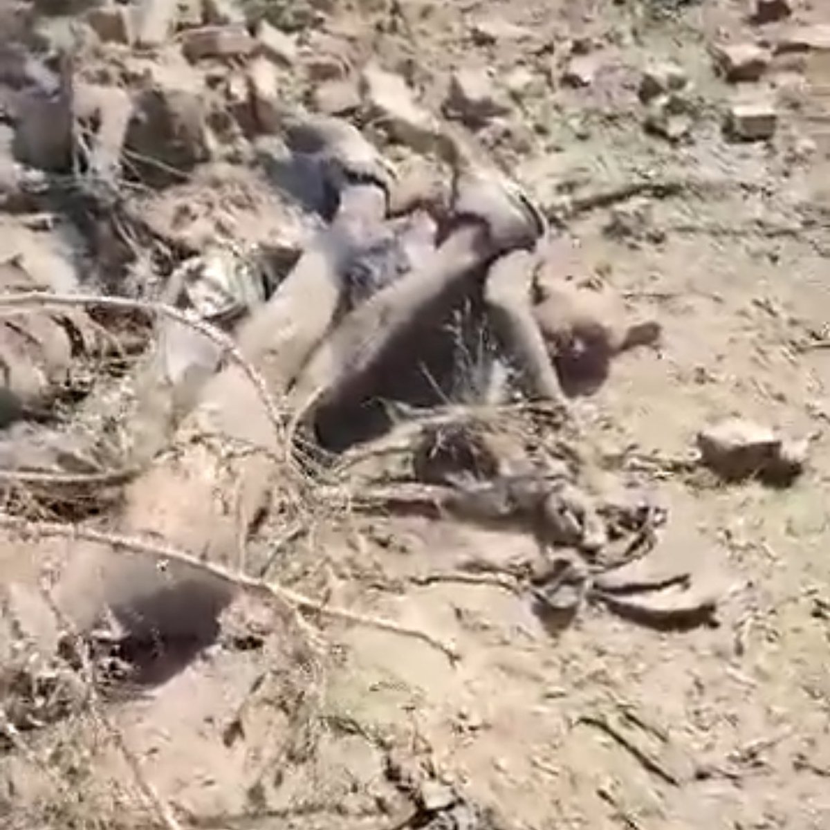 Des avions de guerre lancent des frappes aériennes dans la ville de Hasahisa, dans l'État d'Al-Jazeera, tuant et blessant un certain nombre de citoyens, dont des enfants